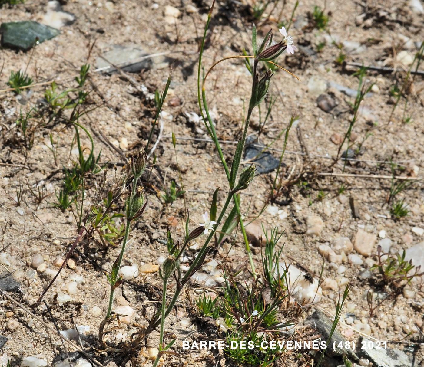 Catchfly, French plant